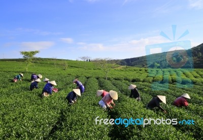 Dalat, Vietnam, June 30, 2016: A Group Of Farmers Picking Tea On A Summer Afternoon In Cau Dat Tea Plantation, Da Lat, Vietnam Stock Photo