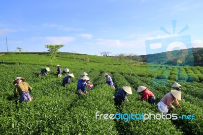 Dalat, Vietnam, June 30, 2016: A Group Of Farmers Picking Tea On A Summer Afternoon In Cau Dat Tea Plantation, Da Lat, Vietnam Stock Photo