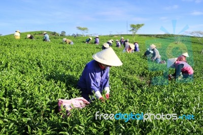 Dalat, Vietnam, June 30, 2016: A Group Of Farmers Picking Tea On A Summer Afternoon In Cau Dat Tea Plantation, Da Lat, Vietnam Stock Photo