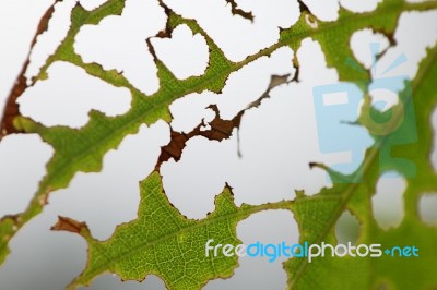 Damage  Leaf With Holes Stock Photo