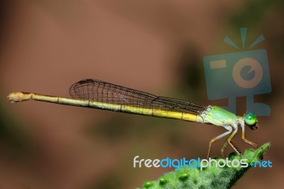 Damselfly Stock Photo