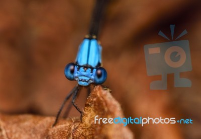 Damselfly Stock Photo