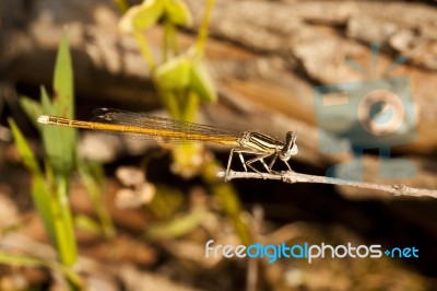 Damselfly Insect Stock Photo