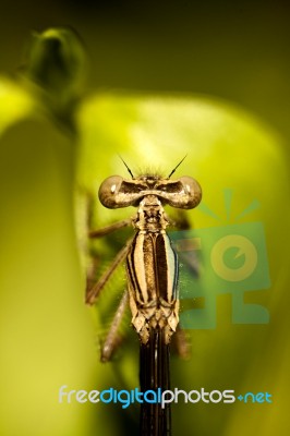 Damselfly Insect Stock Photo