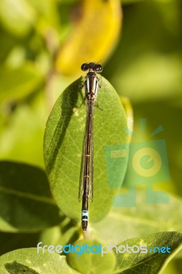 Damselfly Insect Stock Photo