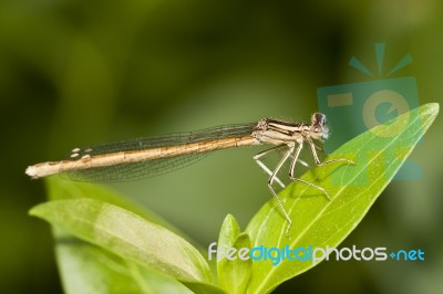 Damselfly Insect Stock Photo