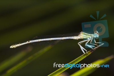 Damselfly Insect Stock Photo