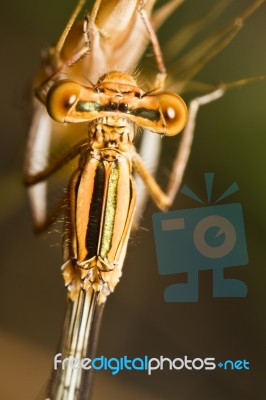 Damselfly Insect Stock Photo