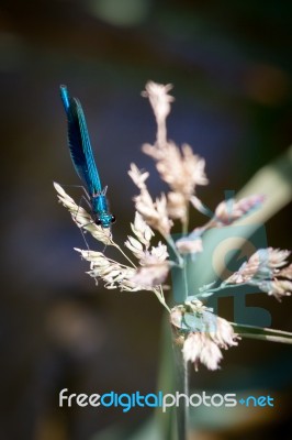 Damselfly (zygoptera) Stock Photo