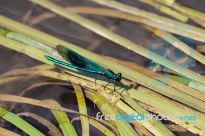 Damselfly (zygoptera) Resting On Reeds In The River Rother Stock Photo