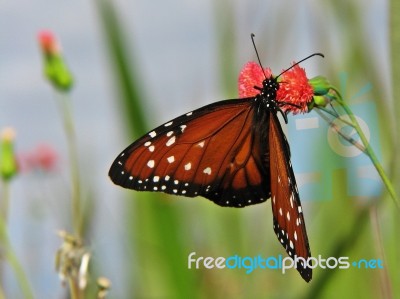 Danaus Gilippus Thersippus Stock Photo