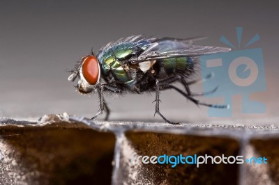 Dancing Green Fly Stock Photo