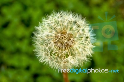 Dandelion Stock Photo