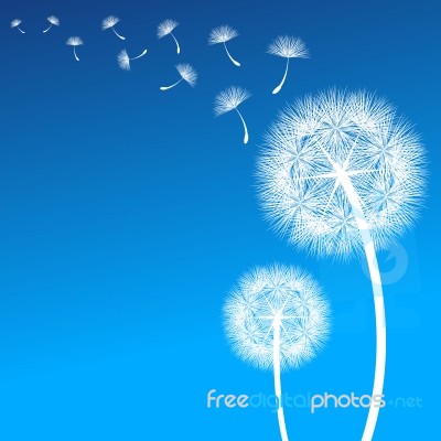 Dandelion Stock Image