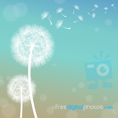 Dandelion Stock Image