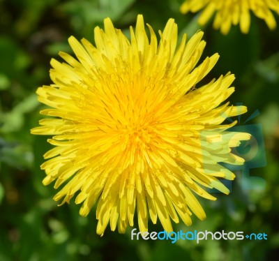 Dandelion Stock Photo