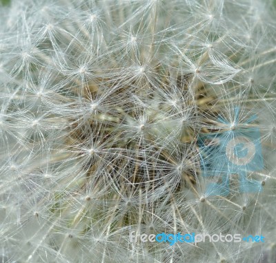 Dandelion Stock Photo