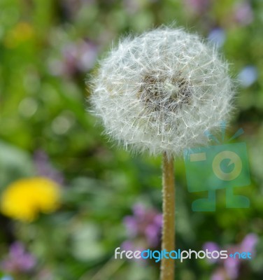 Dandelion Stock Photo