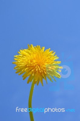 Dandelion Stock Photo