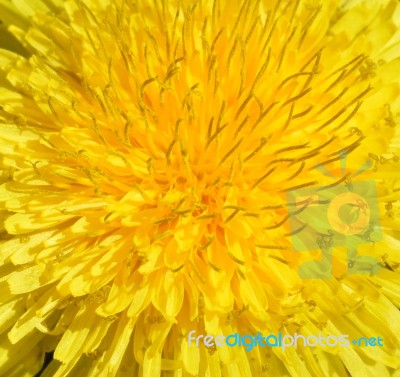 Dandelion Stock Photo