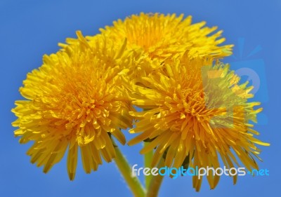 Dandelion Stock Photo