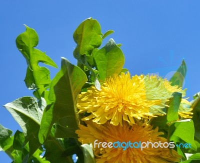 Dandelion Stock Photo