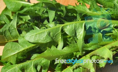 Dandelion Stock Photo