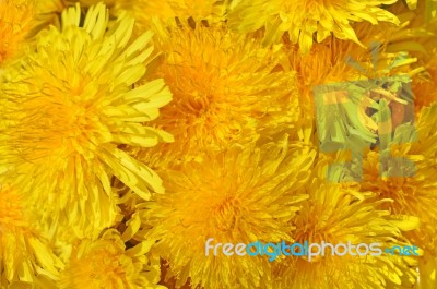 Dandelion Stock Photo