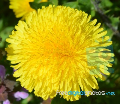 Dandelion Stock Photo