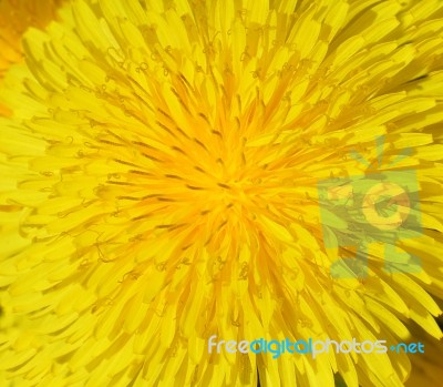 Dandelion Stock Photo