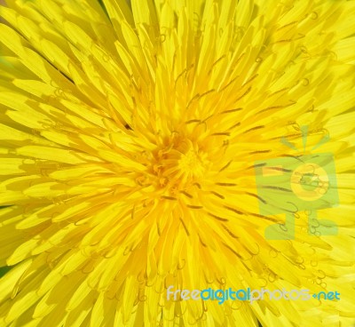 Dandelion Stock Photo