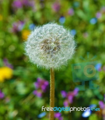 Dandelion Stock Photo