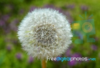 Dandelion Stock Photo