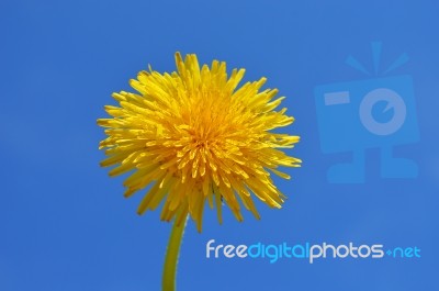 Dandelion Stock Photo