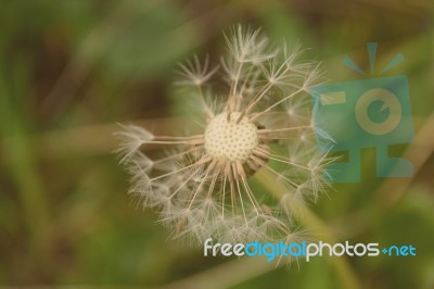 Dandelion Stock Photo