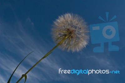 Dandelion Stock Photo