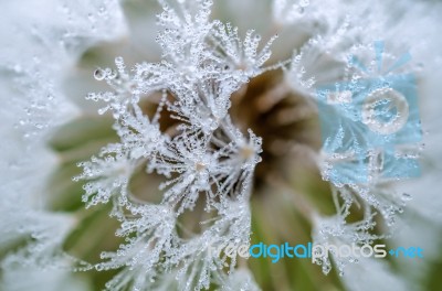 Dandelion And Dew Drops Stock Photo