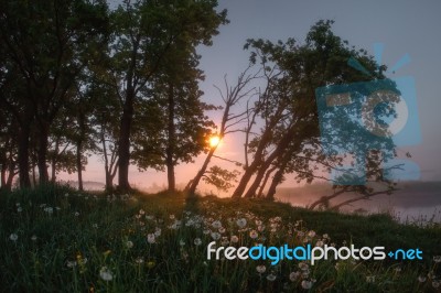 Dandelion At Night, Bright Moon Light Stock Photo