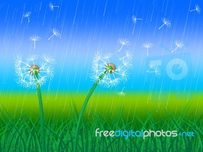 Dandelion Grass Shows Sky Flower And Environment Stock Image