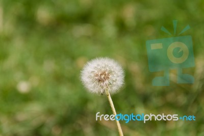 Dandelion Herbs With Defocused Background In Spring Stock Photo