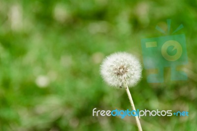 Dandelion Herbs With Defocused Background In Spring Stock Photo