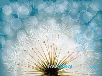 Dandelion Seedhead Background Stock Image