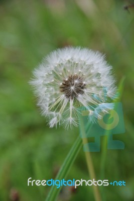 Dandelion Seeds Stock Photo