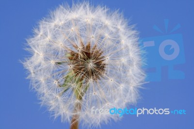 Dandelion Seeds Stock Photo