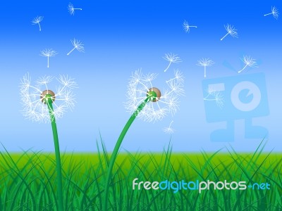 Dandelion Sky Shows Green Pasture And Grass Stock Image