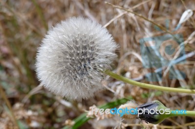 Dandelion (taraxacum) Seed Head Stock Photo