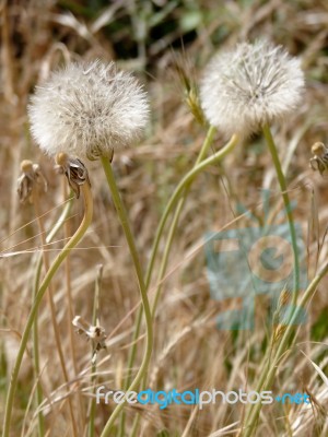 Dandelion (taraxacum) Seed Head Stock Photo