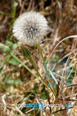 Dandelion (taraxacum) Seed Head Stock Photo