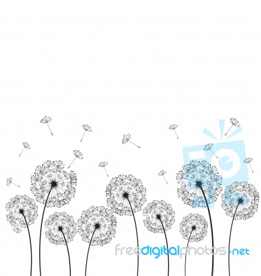 Dandelions Plant Stock Image