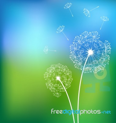 Dandelionsn In Meadow Spring Stock Image